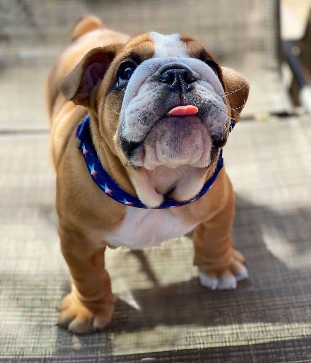 Bodhi & Butters & Bubbahさんのインスタグラム写真 - (Bodhi & Butters & BubbahInstagram)「Have a safe and happy 4th of July everyone! 🎉🇺🇸🐶 . . . . . #party #with #your #tongue #out #happy #4thofjuly #july #baby #bulldog #puppy #love #stars #and #stripes #such #style #much #cute #dogsofinstagram 💗 @mojo.capiro」7月5日 3時47分 - keonistuff