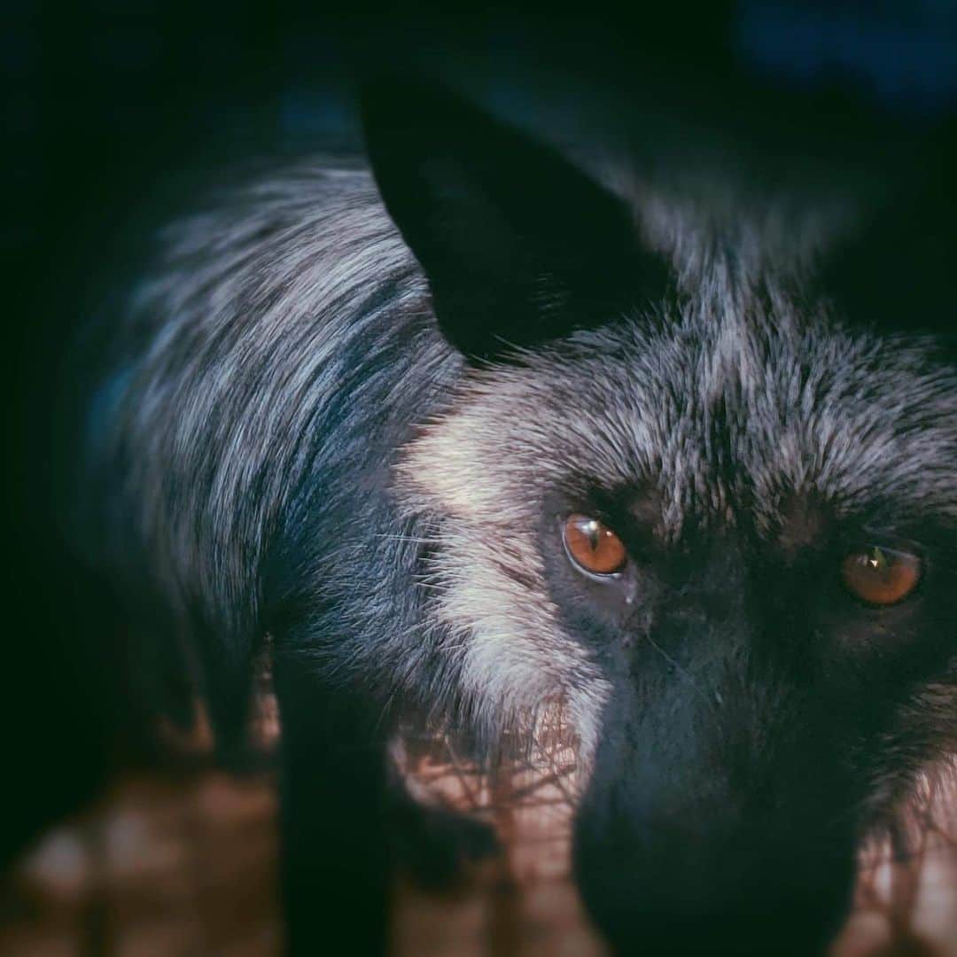 Rylaiさんのインスタグラム写真 - (RylaiInstagram)「Happy Fourth of July!! 🇺🇸🇺🇸 . Knowing that these amazing foxes are going to soon have their independence makes today a very special day for all of us at the center!!  . Spearheading the rescue of up to 45 fur farm foxes is something that takes a village to organize.  I want to thank all of those that have agreed to accept these foxes into their home, sanctuary, zoo and willing to travel to meet with our transporters. I want to thank those that are sacrificing sleep, time, and money to be a part of the acquisition and transport team!  You are all angels and we are so blessed to have amongst us those willing to fight for the lives of those with no voice!!  . This special day in our amazing country should remind all of us of the value of freedom and how precious every life is!! Especially those that have fought and lost theirs for each of us!!!  . Have a happy and safe 4th to all of you!!  . . #ffr #panda&herpals #ppp #foxes #furfarmrescue #furfree #saynotofur #lovefoxes #savefoxes #conservation #ittakesavillage #happy4thofjuly #freedom #independenceday」7月5日 4時09分 - jabcecc