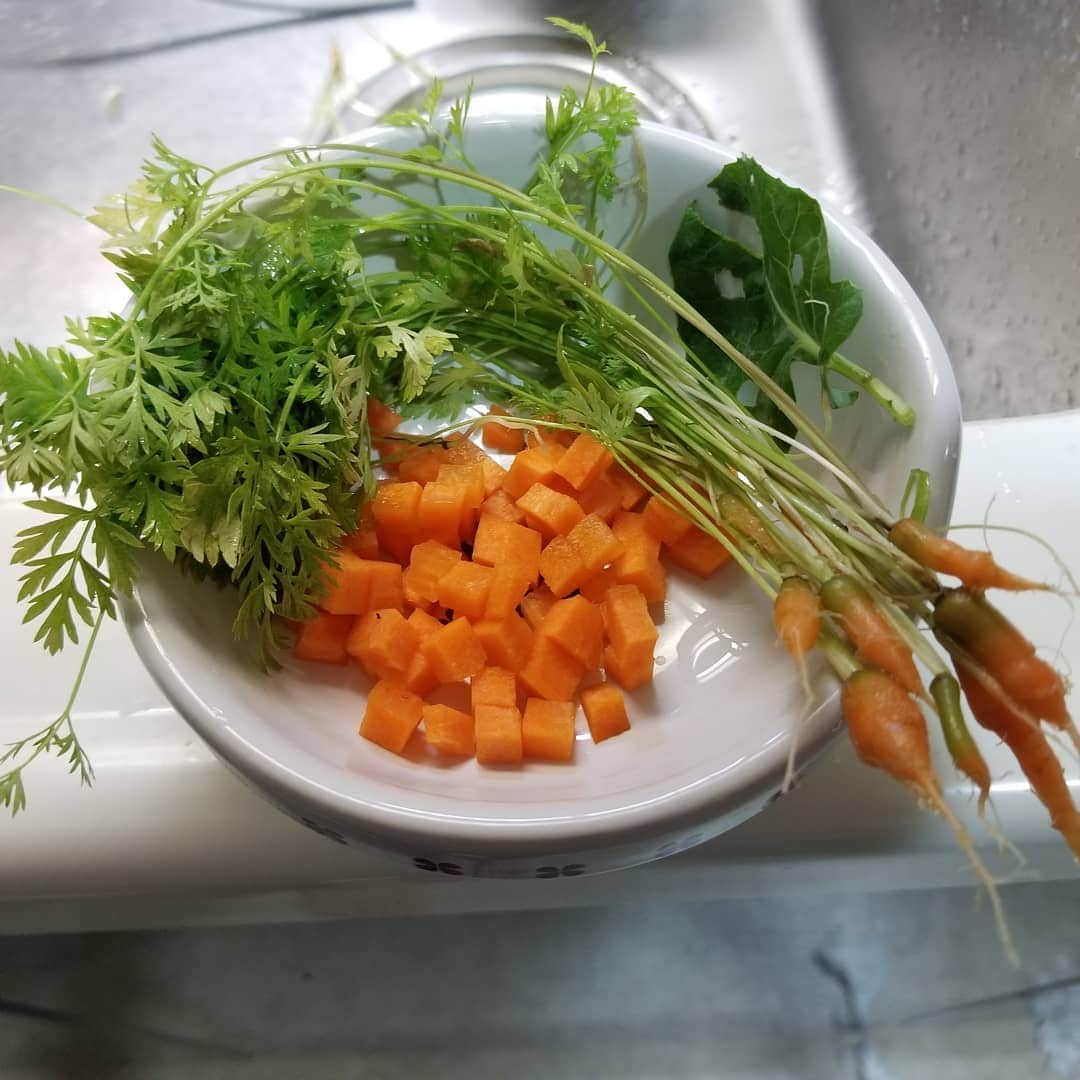 宇月田麻裕さんのインスタグラム写真 - (宇月田麻裕Instagram)「私の作ったニンジンの葉を美味しそうに？食べるもも #もも」7月5日 13時39分 - mahiro_utsukita