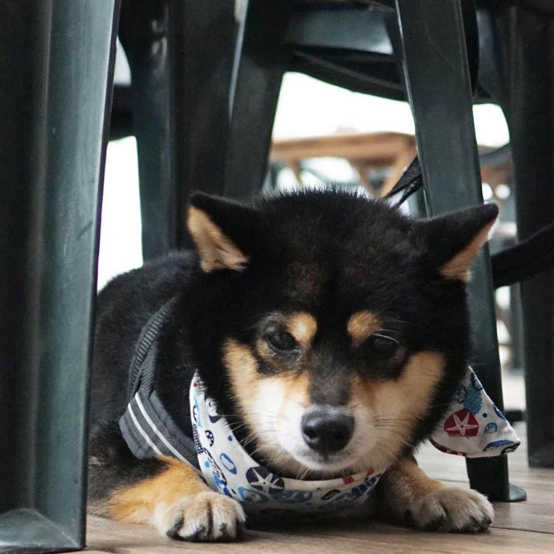 黒豆柴こむぎのグルメインスタ