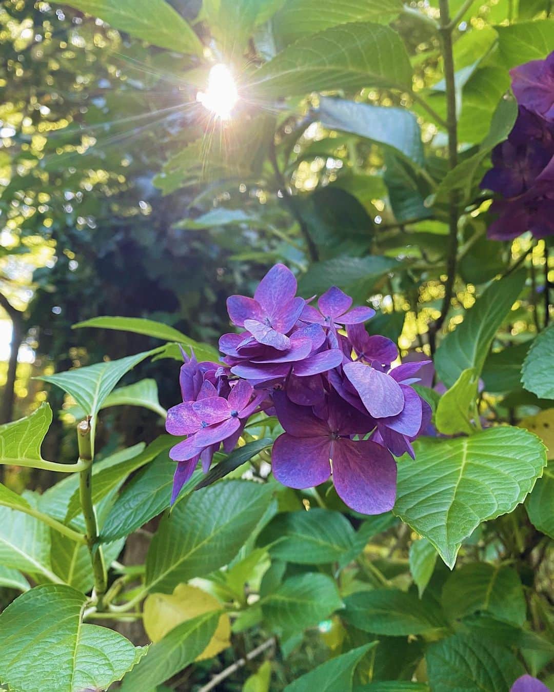 KEIさんのインスタグラム写真 - (KEIInstagram)「紫陽花☺︎ . . . #紫陽花  #iPhone11pro」7月5日 14時25分 - kei_oktwins