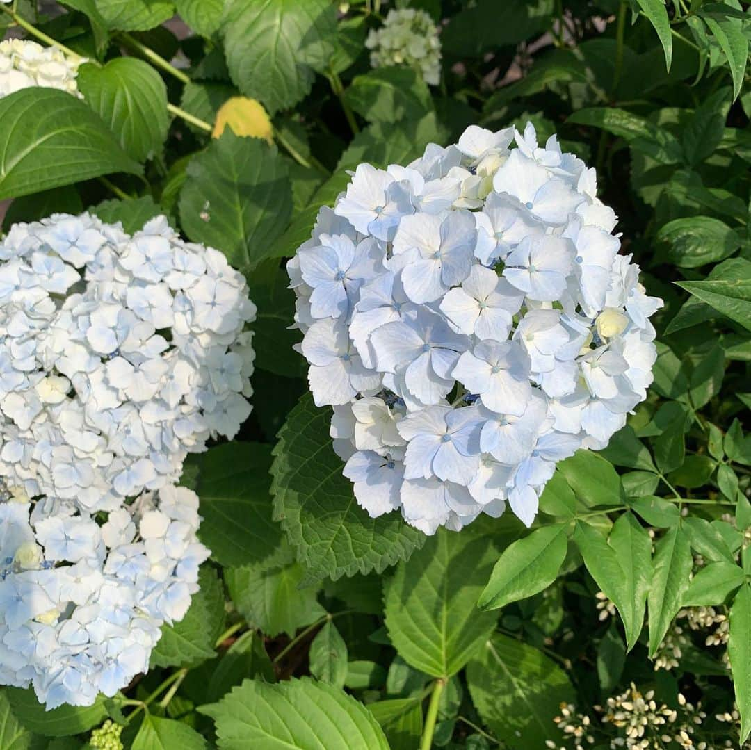 樺島彩のインスタグラム：「この季節の癒しです♡ 2枚目は少しハート型☺️  毎年のことながら、九州の大雨が心配です。東京に来て、九州と東京じゃ雨の降り方が全然違うことに驚きました。たくさんの知り合いの顔が浮かびます。少しでも被害が出ないようにと祈るばかりです。」