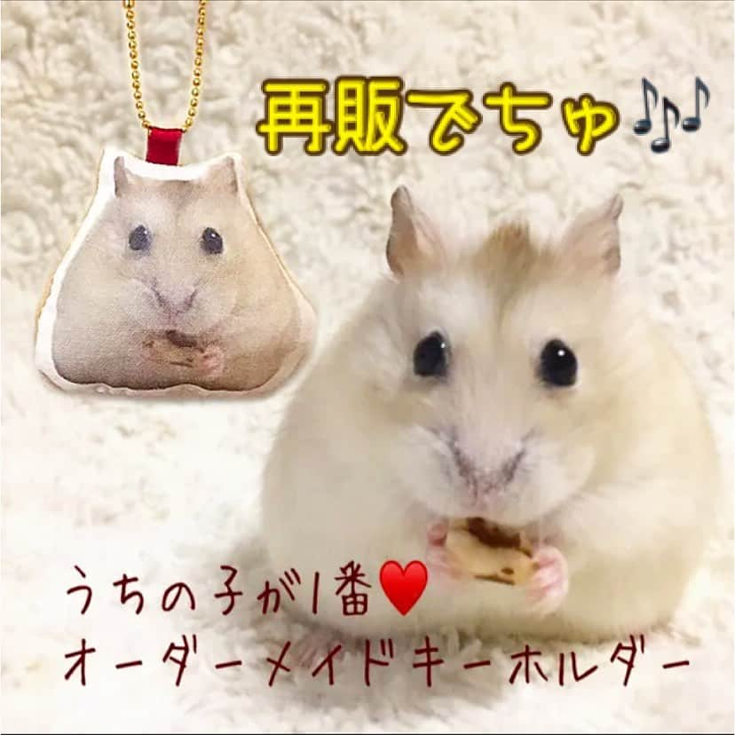 hamster_mocoのインスタグラム