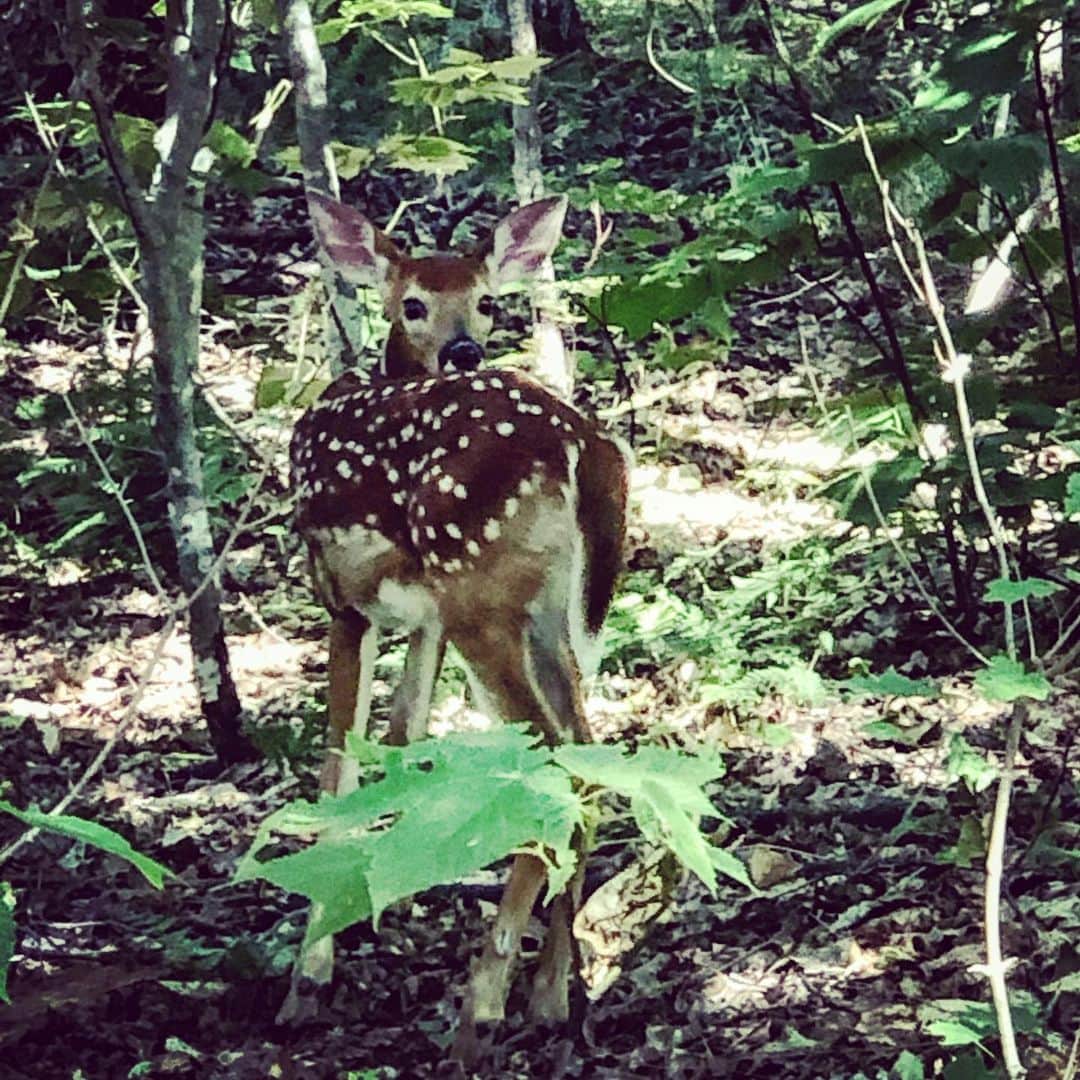 ブライアン・オーサーのインスタグラム：「Nature in full bloom #muskokalakes #fawn」