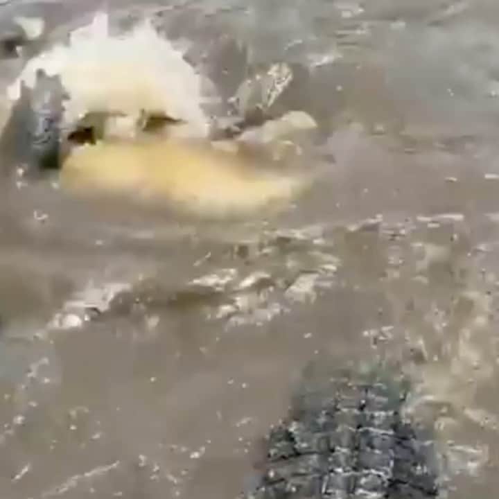WildLifeのインスタグラム：「@discovercrocodiles 🐊American Crocodile Deathroll! 🎥By @savannahboan」