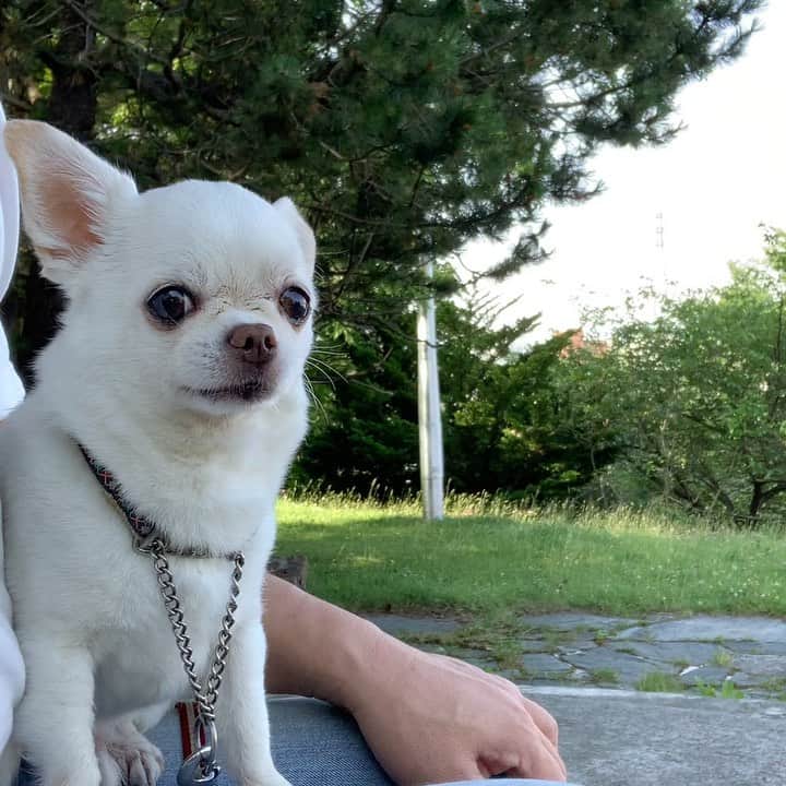 KORIKIのインスタグラム：「Happy Birthday! こりき誕生日おめでとう！ #HappyBirthday #朝散歩 #dogofsapporo #dog, #dogs, #dogstagram,#chihuahua,#犬バカ部,#チワワ,#koriki, #hanadog #白スムチ連合会, #スムチー,  #dogofthedayjp, #dogoftheday  #ilovemydog #instadog #instapet #WhiteChihuahua  #吉娃娃 #치와와  #dogsofinstagram #Chihuahualover  #ชิวาวา #チワワの輪 #barkbox #WhiteChihuahuaParty #もふもふモフモフ」