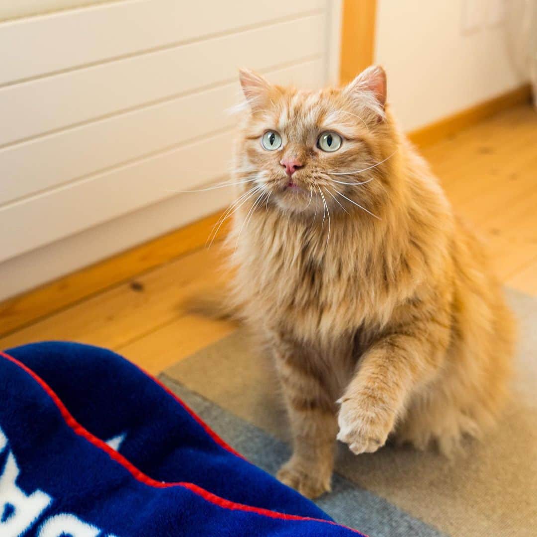 マアルのインスタグラム：「とらさん #🐈 #北海道 #旭川市 #ペットホテル」