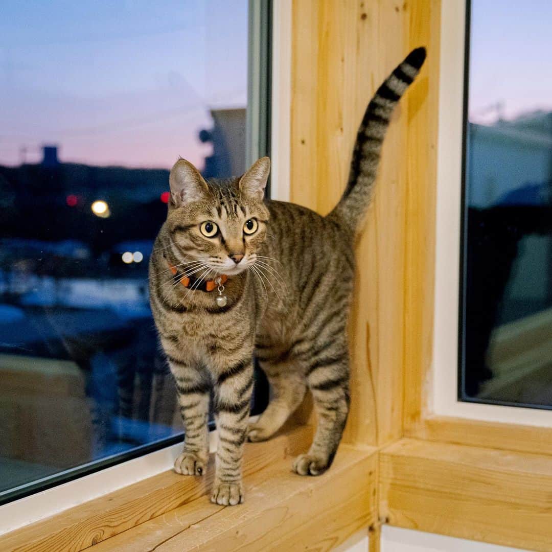 マアルのインスタグラム：「ふくさん #🐈 #北海道 #旭川市 #ペットホテル」