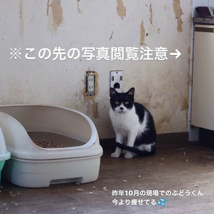 こむぎさんのインスタグラム写真 - (こむぎInstagram)「* 【必要数に達しましたのでほしいものリストのリンク削除いたします！ご協力ありがとうございました〜😭】 岐阜多頭崩壊現場の猫たち・ぶどうくんのこと (最後の2枚は閲覧にご注意ください) 米津玄師に似てるって私が勝手に言ってますが、すっかりイケメンになった我が家のぶどうくん✨ 昨年10月のレスキュー当初の様子はかなり口周りの汚れが酷く明らかに状態が悪かったため、急ぎ梅田さんのお家で様子を見てもらい1月に臼歯の全抜歯手術を受けました。 その後、先住猫ちゃんとの折り合いが悪く私の家にやってくることになりましたが、てなちゃんと仲良く一緒にくっついていたり、ごまちゃんと時々追いかけっこして遊んだり、みんなと仲良く過ごしています🤗 ・ 最後の方に以前の写真も載せてみました🙇🏻(最後の2枚は口の中の様子なので苦手な方は閲覧にご注意ください) ぶどうくんは我が家に来た当初も多少口周りに汚れがつくことがありました。 病院で口の中を見てもらったら、抜歯をしていても全体的にまだ赤い歯肉😭その時に投薬中だったてなちゃん(かなり状態悪く犬歯も含めた全抜歯をした子)よりも赤くてビックリ💦 ぶどうくんは投薬なしで口内炎に良いとするサプリを駆使して今はすっかり口周りも綺麗になりました🤗 口の中はまだ赤いけど前よりはかなりマシに👏 ご飯もモリモリ食べてます😊 しゅうくんのご飯を奪いに行くくらいに😂同じものなのにー😂 ・ この現場は長年環境が悪いところにいたせいか、ぶどうくんのように複数の子が口の状態が悪い子が多く、口が痛くてご飯が食べられない→栄養が足りない→また口の状態が悪くなるという負の連鎖を起こしていました。 最後の2枚は東京へ搬送して抜歯手術を行ったふぐちゃんの口の様子です。 ふぐちゃんはまだ歯肉の状態はマシな方でしたがだいぶ歯茎が下がってしまっていたため犬歯を含め全抜歯になりました。 てなちゃん、夢ちゃん、りすちゃんはこれよりももっと酷くて、かなり歯肉も赤く腫れ爛れてまさに口の中がぐちゃぐちゃな状態でした…😢 昨年12月の夢ちゃんから抜歯手術をスタートさせて順番に手術を行い、なんとかみんな徐々にご飯が食べられるように😭✨ 手術代やパウチやサプリ代がかなりかかってしまっている現場で、毎月皆さんにお願いするのも本当に申し訳ない気持ちでいっぱいですが、なんとか40匹いた現場を残り8匹にすることができました。 とはいえ預かりさん宅にいる子たちも含めるとまだ里親募集中の子たちはたくさんですが、確実に前に向かっています👏 以前は手術する子があまりにも多く、現場への往復の運転中に途方に暮れて泣きそうになることもありましたが(人間のせいでたくさんの猫が苦しい思いをしていると思うと辛くて…😢自分たちだけで助けることが出来るのか不安にもなったりで…😢)なんとか手術が必要なのはちゃちゃちゃんのみに…！！😭 ただ手術をして終わりではなくて、副作用の心配のあるお薬を断ち切るためにサプリを使ってケアを行っています。 皆さんにずっとご協力いただいているのに、時間がかかり本当に申し訳ないです😭 どうか引き続き見守っていただけると助かります🙇🏻 何卒よろしくお願いしますー😭 #岐阜多頭崩壊レスキュー  #今日の我が家の米津さん」7月5日 7時42分 - tomochunba