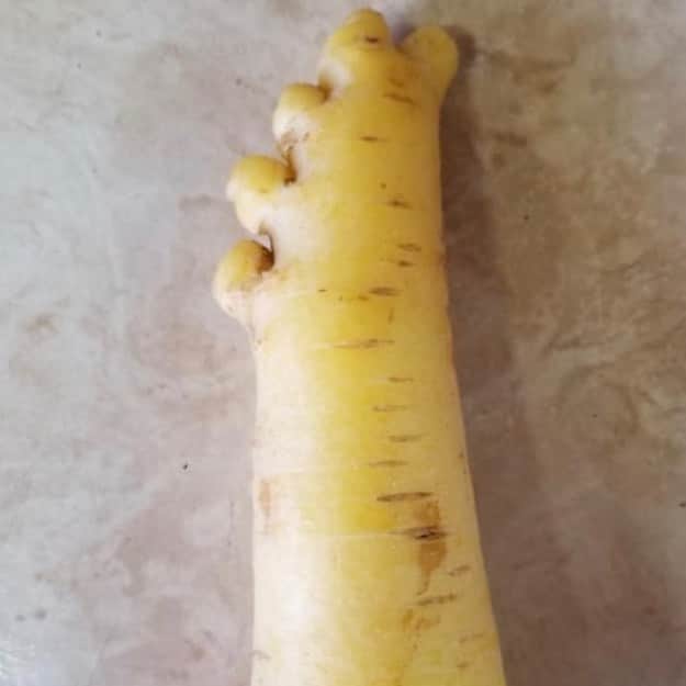 uglyfruitandvegのインスタグラム：「When your carrot looks like a human limb! 😱 Pic by @mosboroughmarket」