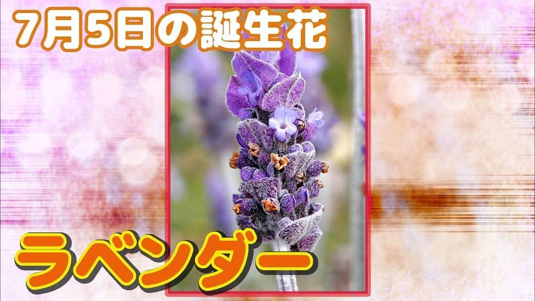 お花くん（神宮寺しし丸）のインスタグラム