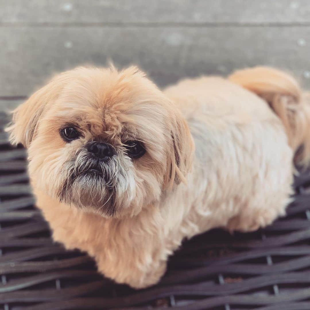 Dougie the Shih Tzuさんのインスタグラム写真 - (Dougie the Shih TzuInstagram)「Dougie doesn’t mind fireworks, but most do. Keep your pets inside tonight!」7月5日 8時45分 - dailydougie