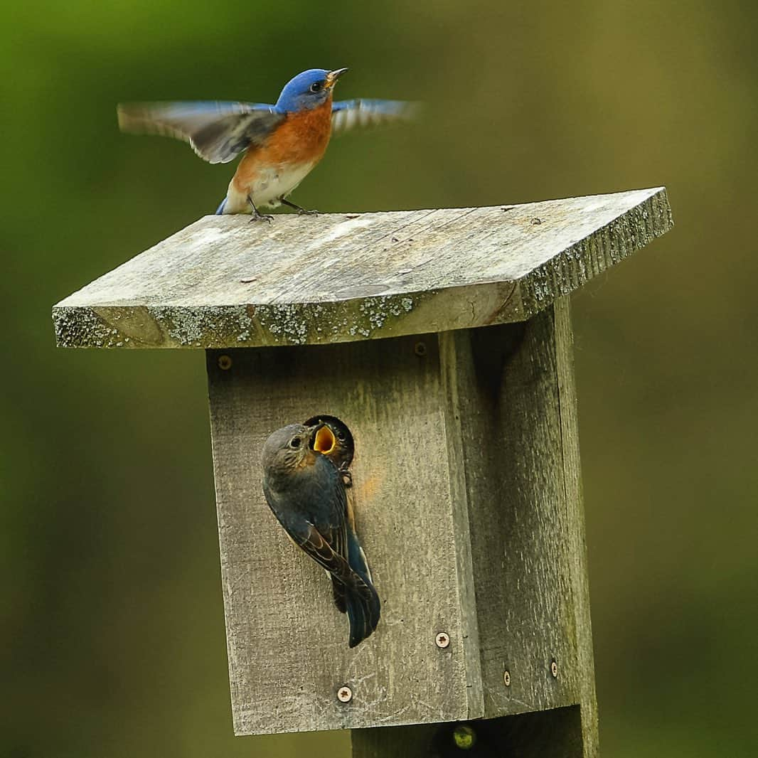 Tim Lamanさんのインスタグラム写真 - (Tim LamanInstagram)「Photo by @RussLaman.  This spring, my son Russell and I partnered to document bluebirds nesting in boxes he constructed at a nearby nature reserve.  We documented the whole nesting cycle, right up to the fledging of the four chicks as they took their first flight.  I like this shot by @RussLaman, because it really sums up the last couple days before the chicks came out.  The excited male stopped feeding the chicks and kept calling and encouraging them to come out.  He seemed to think they were ready to fledge.  The female kept spoiling them with food, so they stayed put and kept us waiting.  Tomorrow we head up to Maine to film birds for the #CornellLabofOrnithology.  Stay tuned to see what we capture! #Bluebirds #backyardbirds #Massachusetts」7月5日 9時17分 - timlaman