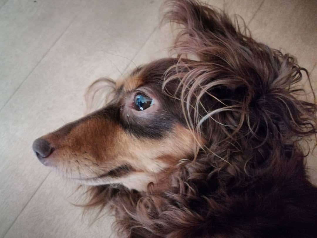 ななこさんのインスタグラム写真 - (ななこInstagram)「もうチョットしたら おさんぽに行きます。 ※ ※ #犬 #愛犬 #ダックス #カニンヘン　 #dog #dachshund #dogstagram  #doxie #instadog #instadachshund  #petstagram #dachshundsofinstagram」7月5日 9時41分 - nanaco_dachs