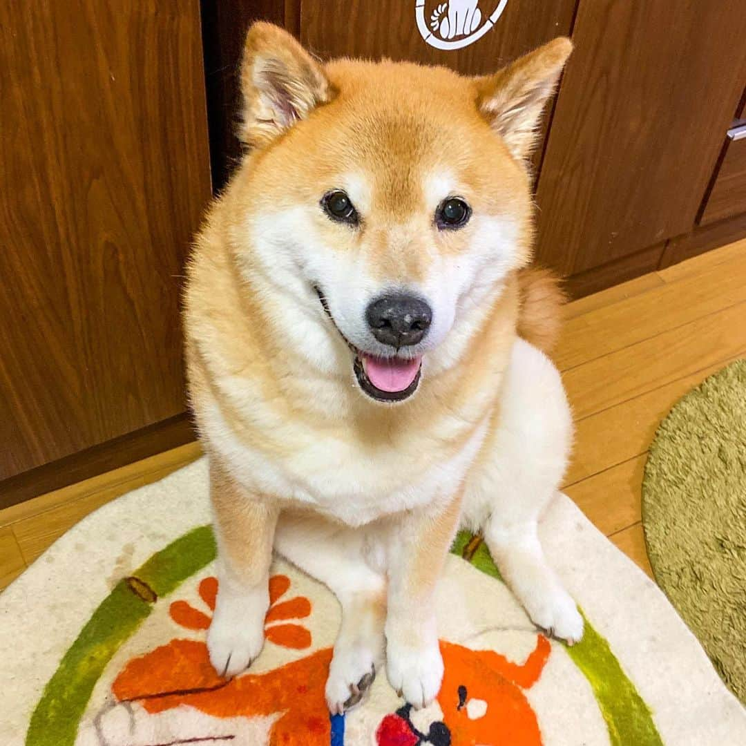 まる（まるたろう）さんのインスタグラム写真 - (まる（まるたろう）Instagram)「Good morning!✨🐶✨おはまる〜！パパとママは今から都知事選挙の投票に行ってくるんだって〜 #まるはまだ行けないの #12歳だから🥴 #みんなまるの代わりに投票してきてね #動物に優しい人だといいな☺️」7月5日 9時45分 - marutaro