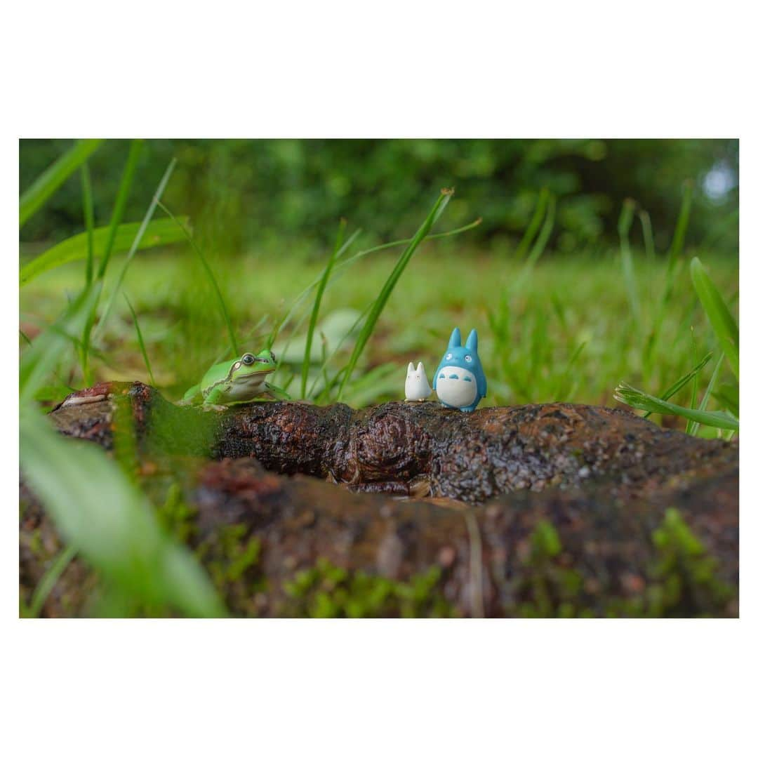 nqouさんのインスタグラム写真 - (nqouInstagram)「#となりのトトロ #トトロ #totoro #ジブリ #ghibli #nqouminiature 🐸」7月5日 9時48分 - nqou