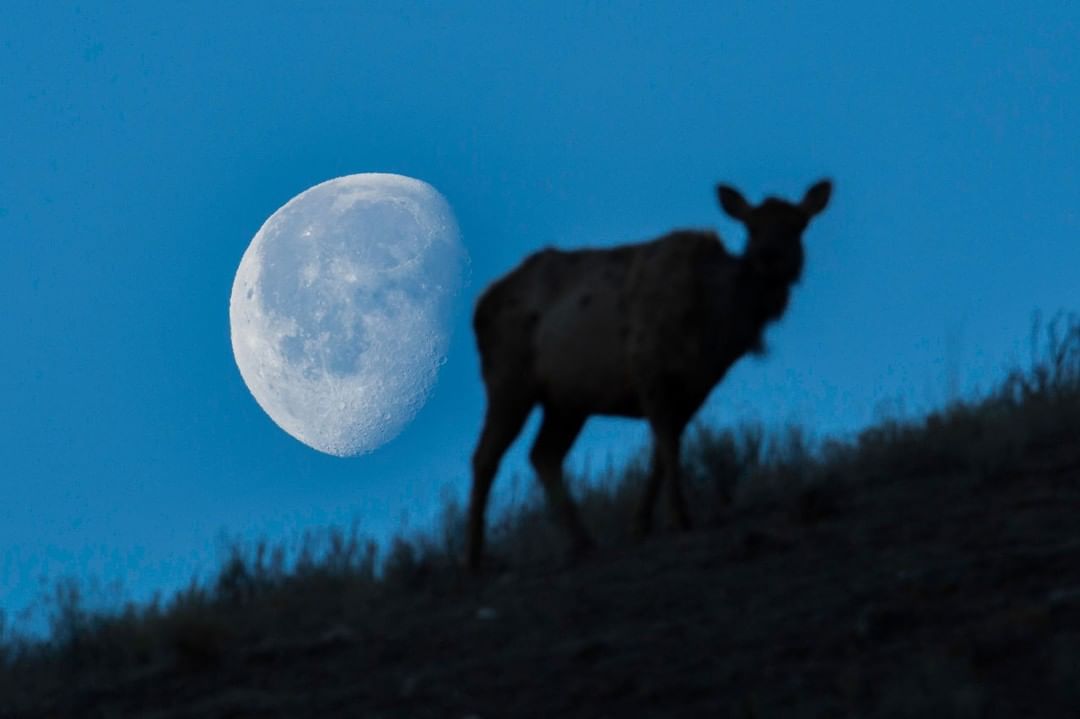 NASAさんのインスタグラム写真 - (NASAInstagram)「Our friend - the Moon - is putting on a show tonight! 🌝 ⁣ ⁣ Look to the sky at 12:44 a.m. EDT to see the first full Moon of summer in the Northern Hemisphere and a partial penumbral eclipse, visible from most of North America. ⁣ ⁣ Credit: National Park Service/Neal Herbert⁣ ⁣ #FullMoon #ItsShowTime #SkyWatcher #SolarSystem #NASA」7月5日 10時19分 - nasa