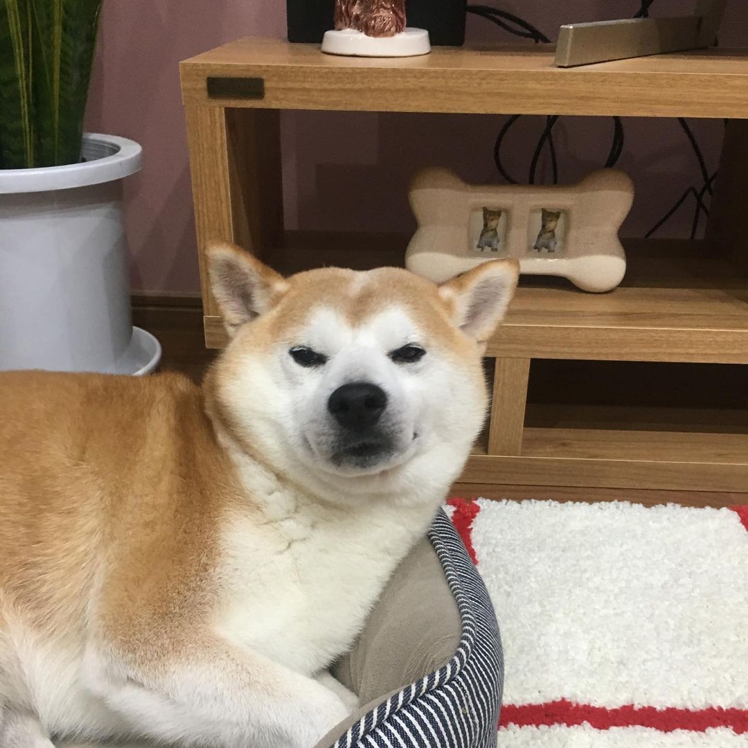 HALFBYのインスタグラム：「VOTE」