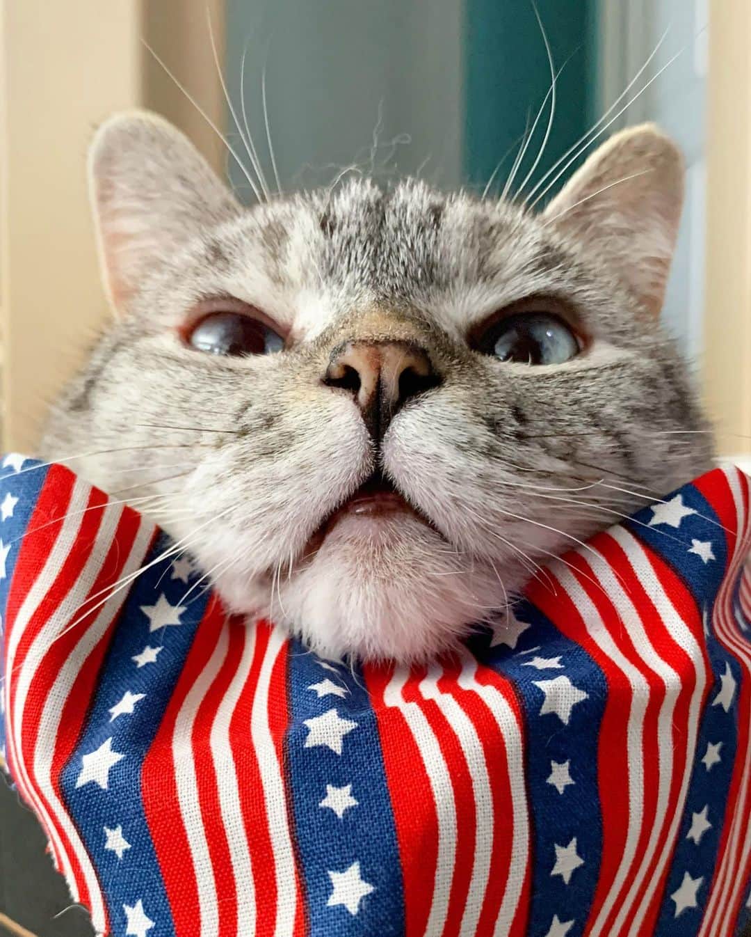 nala_catさんのインスタグラム写真 - (nala_catInstagram)「More pets get lost on July 4th than any other day of the year! Stay safe tonight ❤️ #july4th 🇺🇸」7月5日 10時50分 - nala_cat