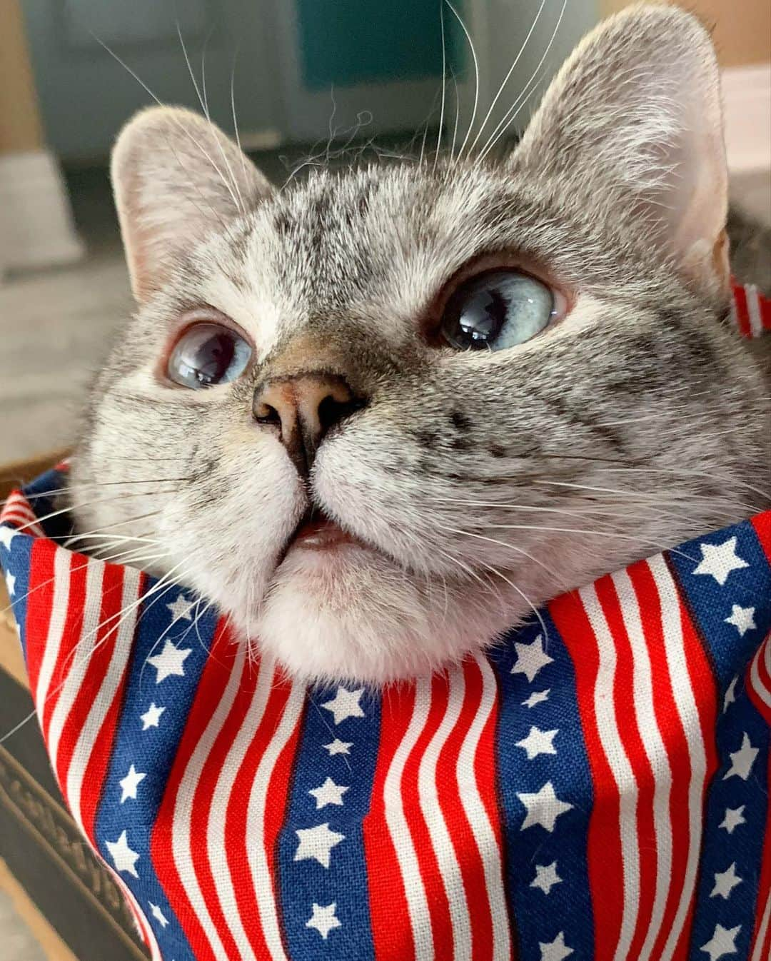 nala_catさんのインスタグラム写真 - (nala_catInstagram)「More pets get lost on July 4th than any other day of the year! Stay safe tonight ❤️ #july4th 🇺🇸」7月5日 10時50分 - nala_cat