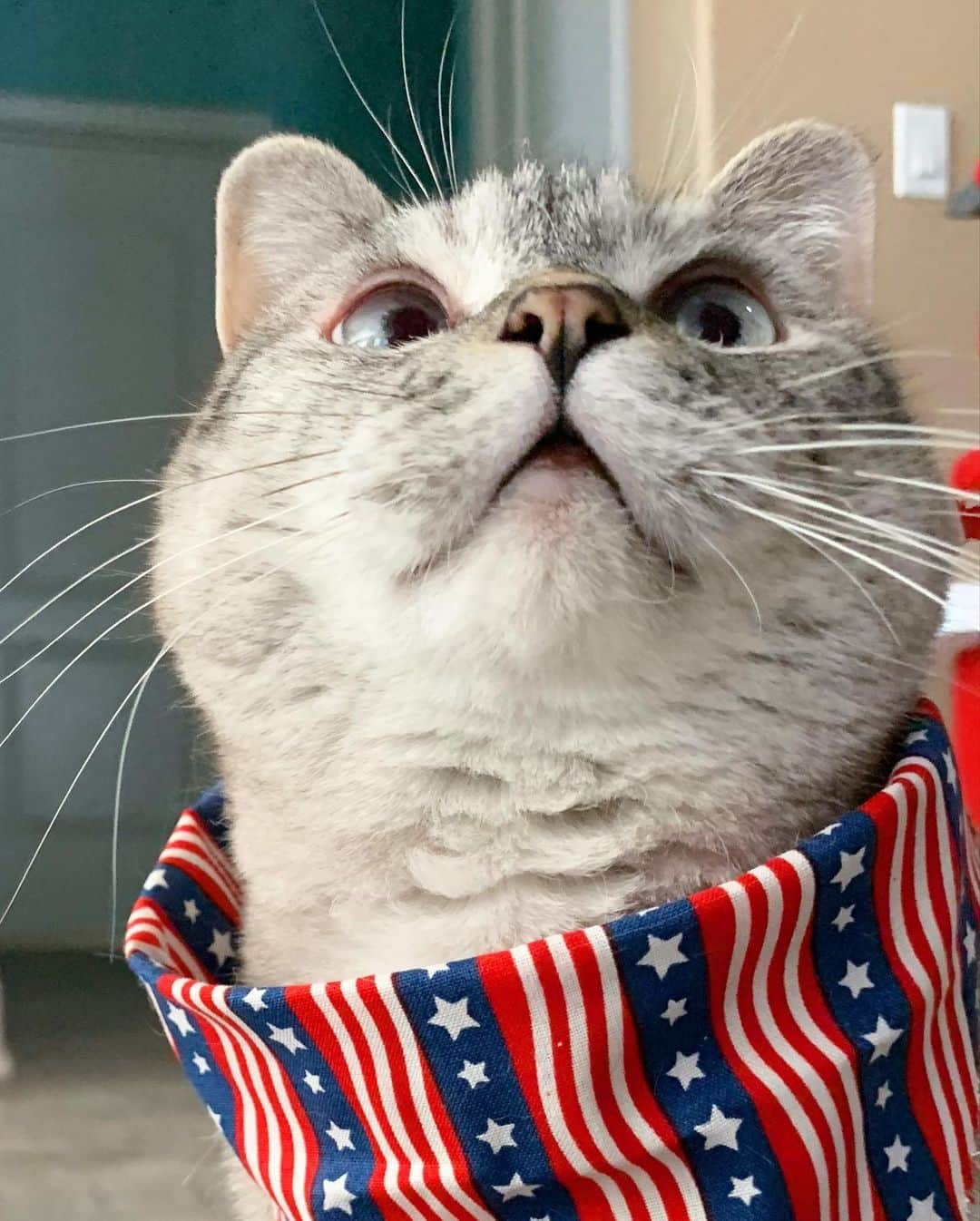 nala_catさんのインスタグラム写真 - (nala_catInstagram)「More pets get lost on July 4th than any other day of the year! Stay safe tonight ❤️ #july4th 🇺🇸」7月5日 10時50分 - nala_cat