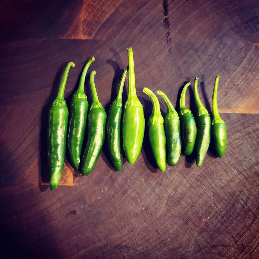 ガソリングラマーさんのインスタグラム写真 - (ガソリングラマーInstagram)「10 NEW JALAPEÑOS FROM 2 DIFFERENT PLANTS🌶🌶🌶🌶🌶🌶🌶🌶 #GASOLINEGARDEN #ILOVEGARDENS #GARDENSRULE #GARDENCHURCH #GARDENPARTY #GARDENMAGIC #AVANTGARDEN #GARDENS #GARDENGANGSTER #GARDEN #GRADENLIFE #GARDENER #GARDENTIME  #GARDENING #VEGETABLEGARDEN #FLOWERS #SUCCULENTS  #PLANTS  #CACTUS #JALAPEÑO  #BELLPEPPER #PEPPERS #AYEARINFLOWERS  #shadowhills  #THANKYOU @gasolineglamour  #GASOLINEGLAMOUR」7月5日 11時04分 - gasolineglamour