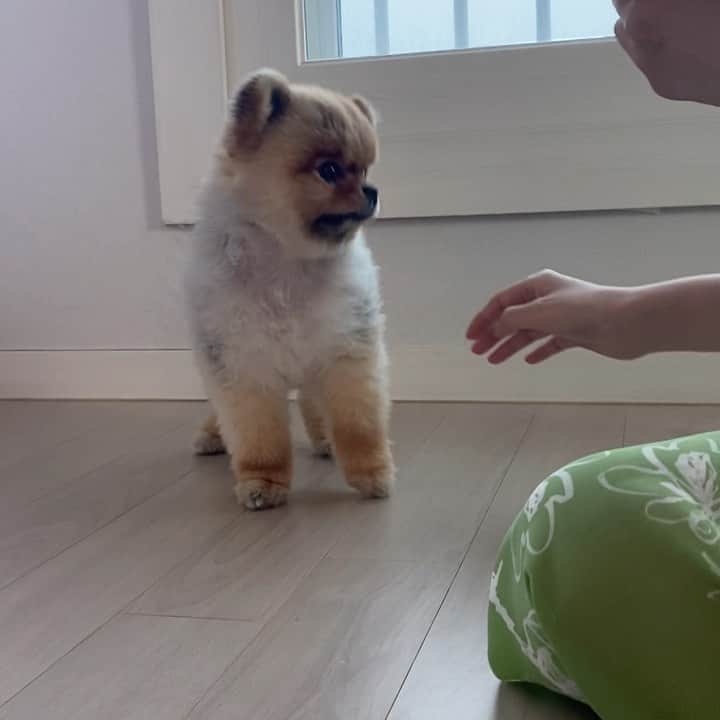イ・ダヘのインスタグラム：「이제 코~도 잘하는 @heart_greaten  참고로...강아지 훈련은 인내가 필요합니다 ㅋㅋㅋ #배변훈련 #스코비애견패드」