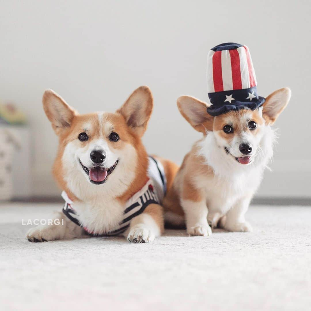 Geordi La Corgiさんのインスタグラム写真 - (Geordi La CorgiInstagram)「Happy 4th of July friends!⁣ 🇺🇸 Keep your pups safe (especially during the fireworks), and if you’re going out to celebrate, don’t forget to wear your mask! Let’s take care of each other. 💛」7月5日 11時08分 - lacorgi