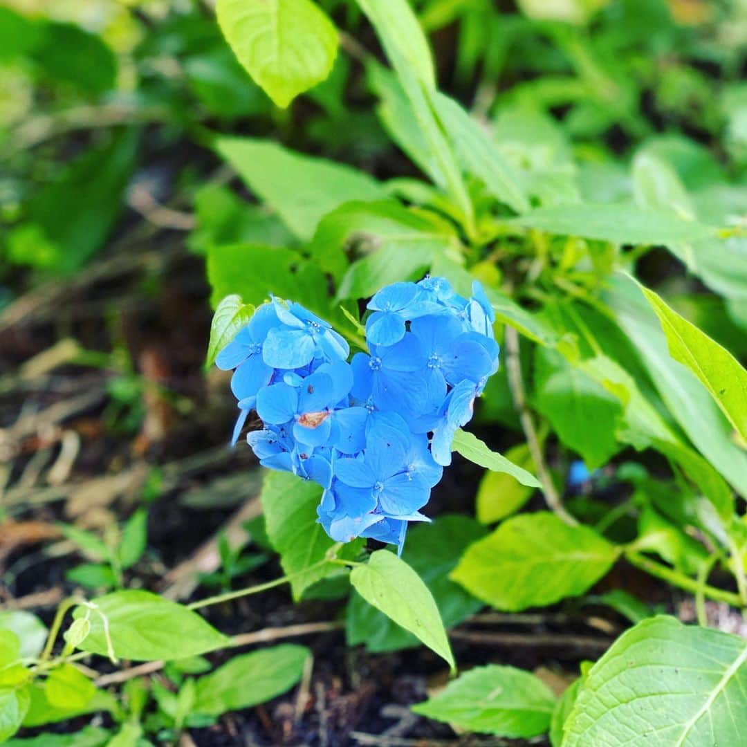 三島スカイウォーク／公式さんのインスタグラム写真 - (三島スカイウォーク／公式Instagram)「散策路でハートのあじさいを発見💙 . 見つけるといいことあるかもしれません🥰皆さんも探してみてくださいね！ . #三島スカイウォーク #スカイウォーク #日本一 #吊橋 #あじさい祭 #あじさい #ハート #ハートを探せ #三島ブルー #伊豆 #箱根 #観光 #mishimaskywalk #skywalk #japan #mountfuji #trip #travel #flowers #heart #blue #ınstagood」7月5日 11時32分 - mishima_skywalk