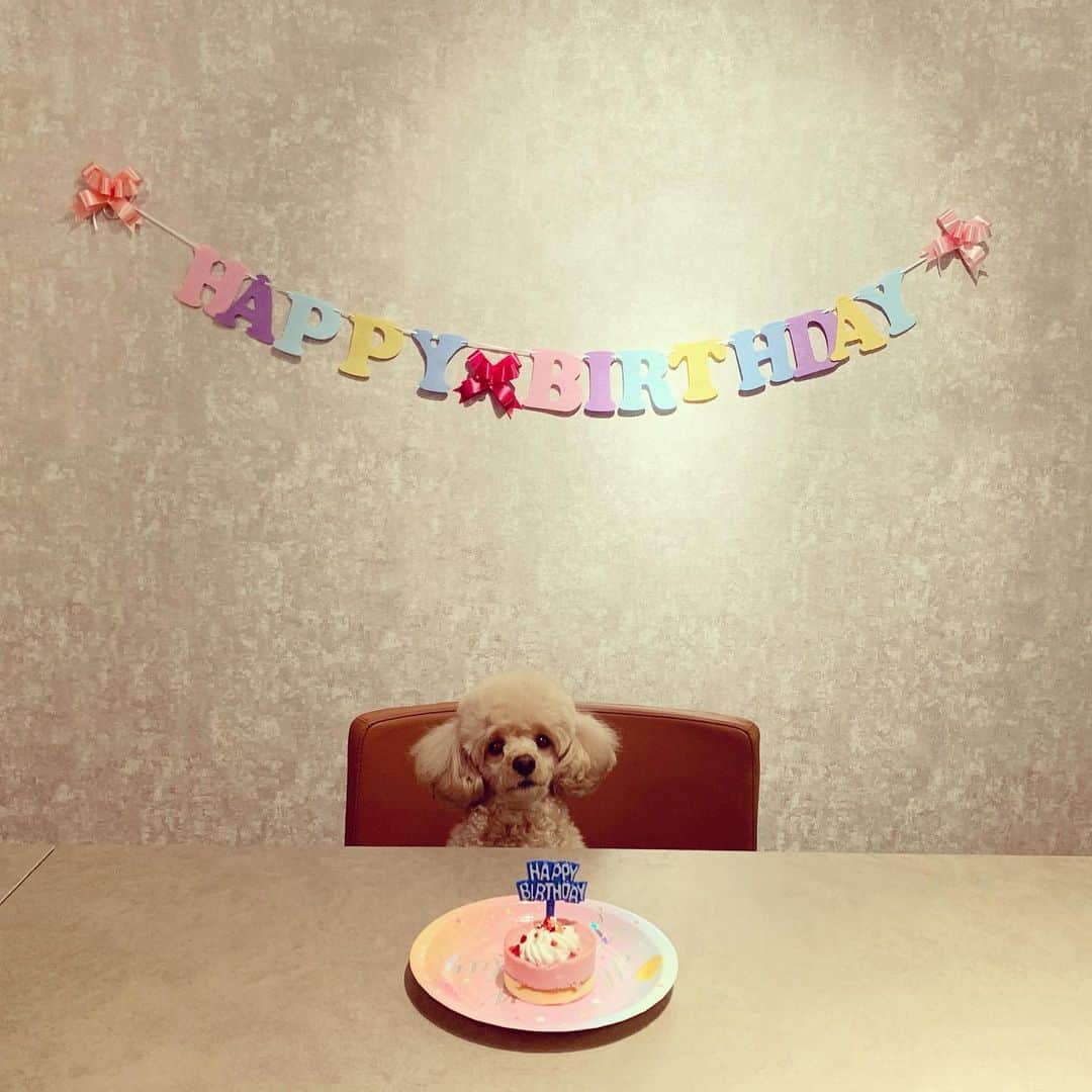 矢田亜希子さんのインスタグラム写真 - (矢田亜希子Instagram)「先日4歳のお誕生日を迎えました❣️ #愛犬#toypoodle #トイプードル#お誕生日#犬用ケーキ#全部は食べていないです#5分の1程度 そしてお知らせです！ 『やまとなでしこ20周年特別編』 2020年7月6日(月)21：00〜22：48 第一夜「ずっと探してた人」 2020年7月13日(月)21：00〜22：48 第二夜「いつか王子様が」 20年前の作品です！ぜひご覧くださいませ！ #やまとなでしこ#私は21歳#2000年#若葉ちゃん#フジテレビ」7月5日 13時04分 - akiko_yada