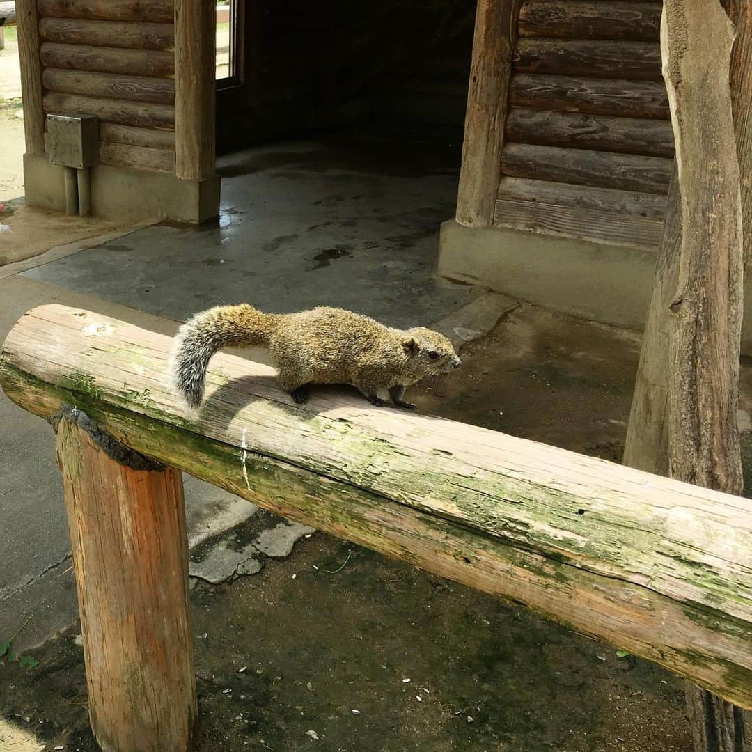 平野由実さんのインスタグラム写真 - (平野由実Instagram)「#リス園 #リス #🐿 #エサやり #寝姿 #可愛かった #💕  熱中症に気をつけて👒」7月5日 13時01分 - yumi_hiranoo