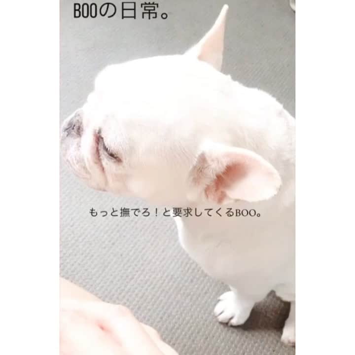 のインスタグラム：「Boo﻿ ———————————————————————﻿ ﻿ ﻿ ﻿ ﻿ ﻿ Full video﻿ ﻿ ﻿ ﻿ ﻿ ﻿ ﻿ ﻿ ﻿ ﻿ #frenchbulldog #dog #mylove #lovelydog #boo ﻿ フレンチブルドッグ #愛犬 #愛犬のいる生活  #愛犬との暮らし」