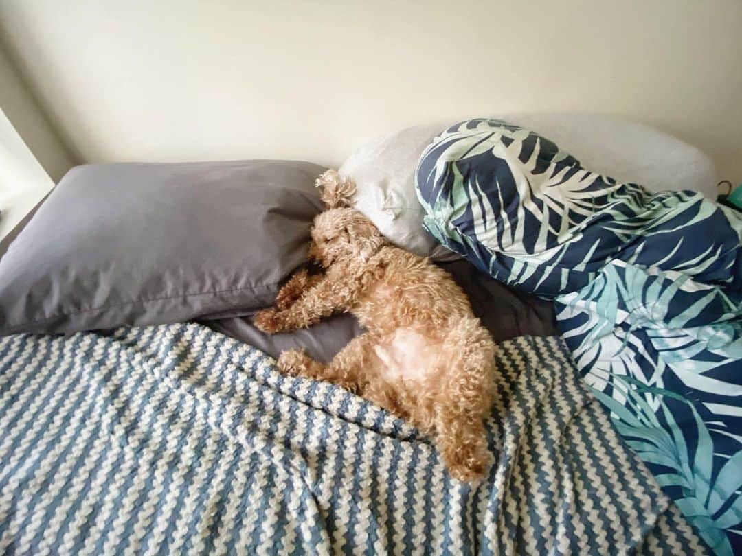 のインスタグラム：「So where am I supposed to sleep.....? Do your doggos make agaw pwesto too? 😂」