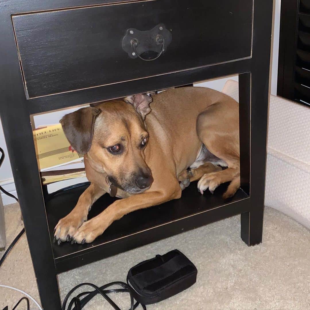 ロッチェル・エイツのインスタグラム：「The fire works are something serious in LA! Dog owners, is this what’s going down in your home? 😏」
