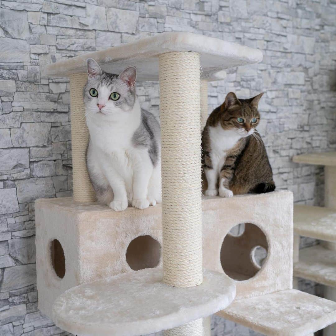 Sakiのインスタグラム：「* So we bought another tower from the @maumaucats  R&E loved the one we bought a month ago (received couple of weeks ago) so got them another one to exchange the old one!  Btw, my hubby changed the wall paper and it totally looks like a studio😎📸 . Mauタワーさん @maumaucats のキャットタワーを猫らが気に入ったので、もう1個買っちゃったよ〜♪ ついでに夫がクロスも張り替えたんだけど、一気にスタジオ風になった〜🤩 #mauタワーニャンバーワンコンテスト2020  #元野良猫部 #元野良もカワイイ説普及隊 *」