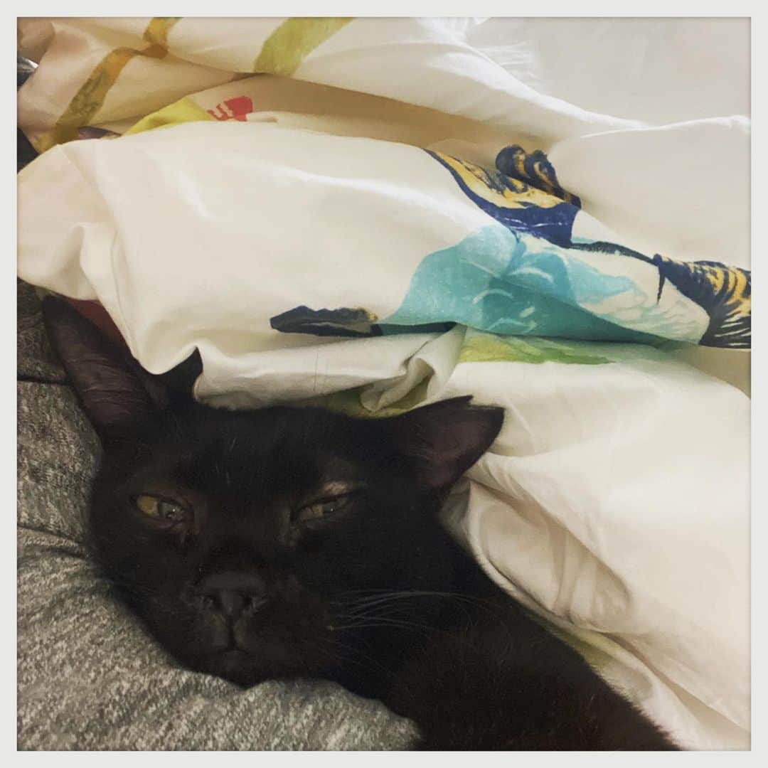 kumikoのインスタグラム：「グニャイ💤」