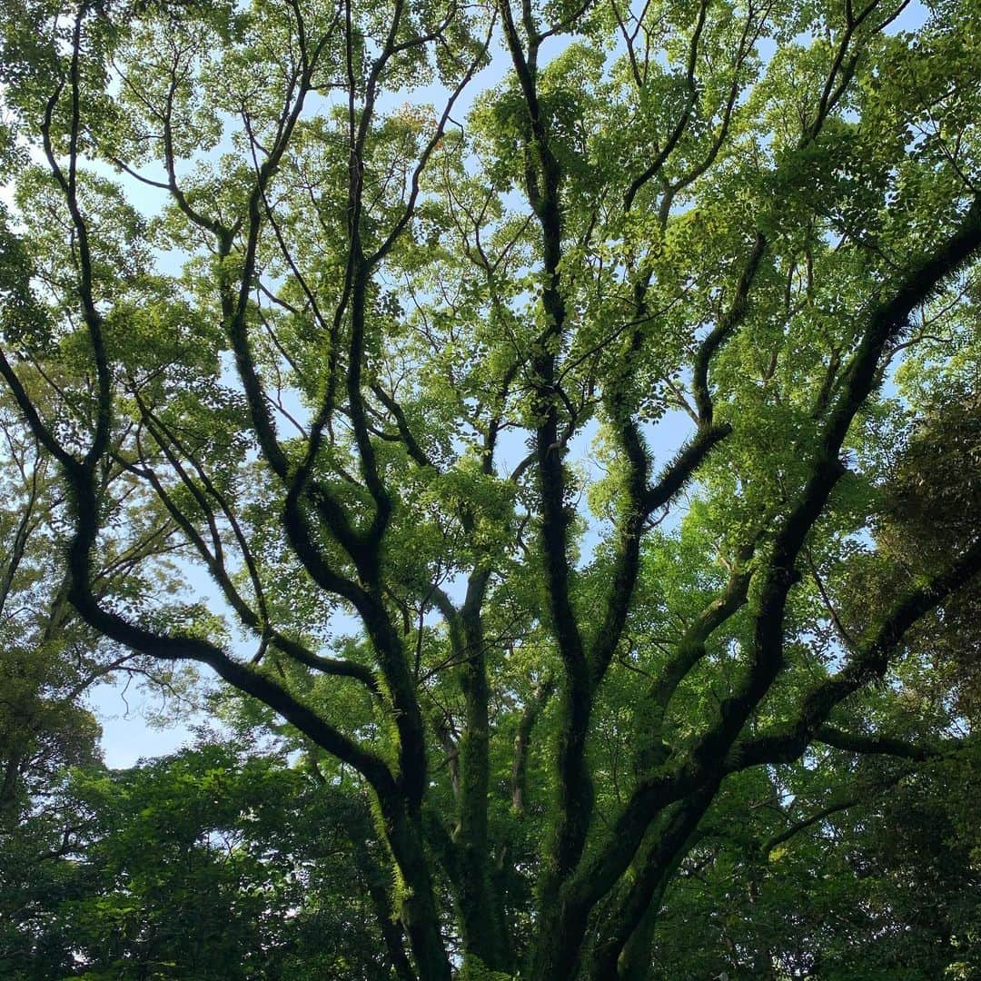 美城れんのインスタグラム：「今日は… 本日出会った生命力あふれる木🌲と、ふと下を見たら赤いハートの落ち葉♥️🍂😄 今日も全てに感謝を😌🙏✨ mahalo🌈」