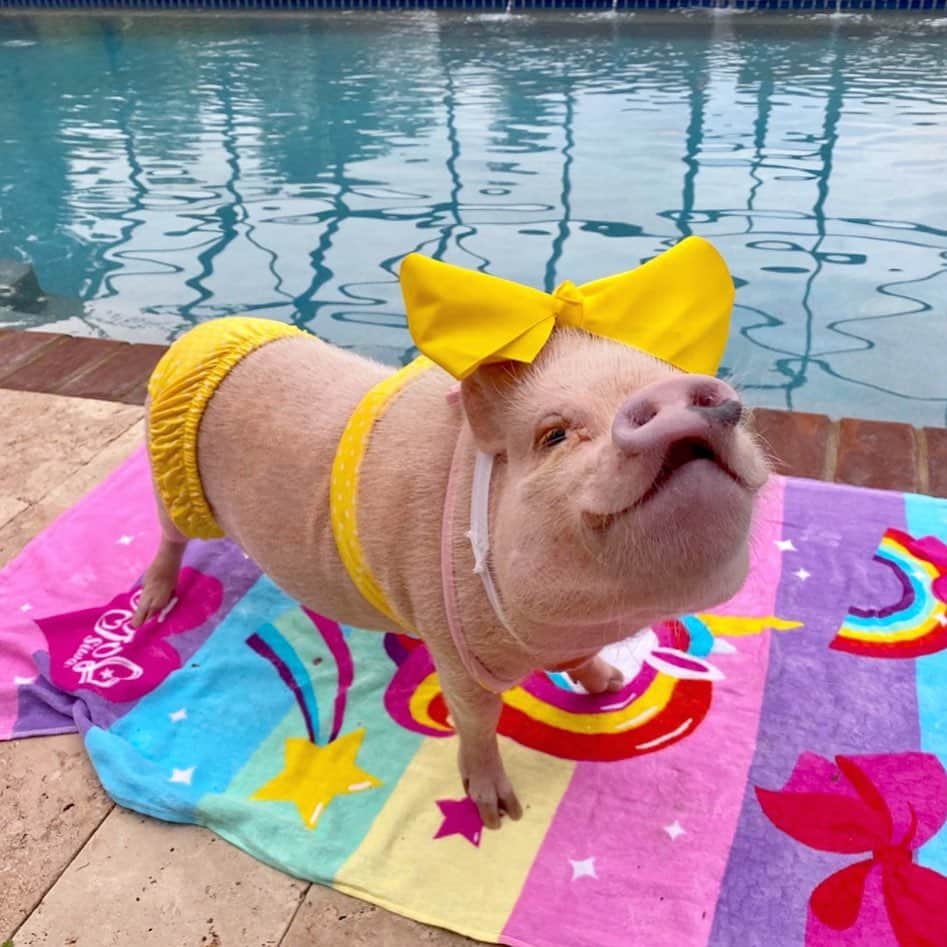 Priscilla and Poppletonさんのインスタグラム写真 - (Priscilla and PoppletonInstagram)「“It was an itsy bitsy teenie weenie yellow polka dot pigkini. That she wore for the first time today!” Happy #NationalBikiniDay!🐷💛👙#posingposey #poolday #pigkinimodel #PrissyandPop」7月5日 23時11分 - prissy_pig