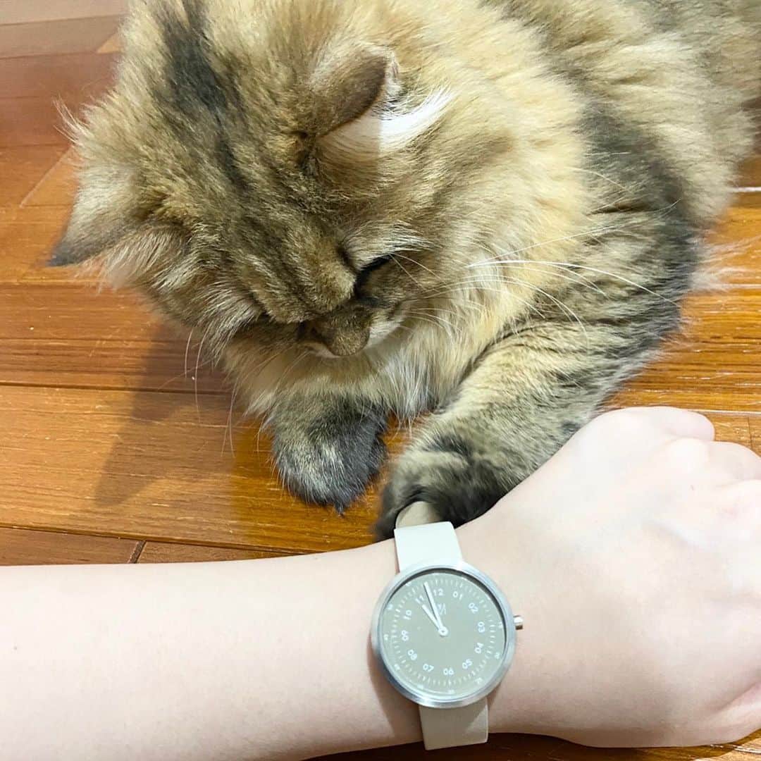 norikoさんのインスタグラム写真 - (norikoInstagram)「2020.7.5 @mavenjapan 様から素敵な時計を頂きました✨ ☆ アースカラーの盤面は見惚れるほど綺麗です。 この色は初めて見ました✨✨ 長女の子、みすぐちゃんも気になってる様子です。 みーは女の子だなぁ❣️ ＊ #mavenwatches #マベン #マベンウォッチズ #腕時計 #時計 #手元倶楽部 ＊ #猫と時計 ☆  クーポンコード 【kttltfq】 ご使用で10%オフになります。 (クーポン使用期限は本日より1年間)」7月5日 23時16分 - kttlt.lovely