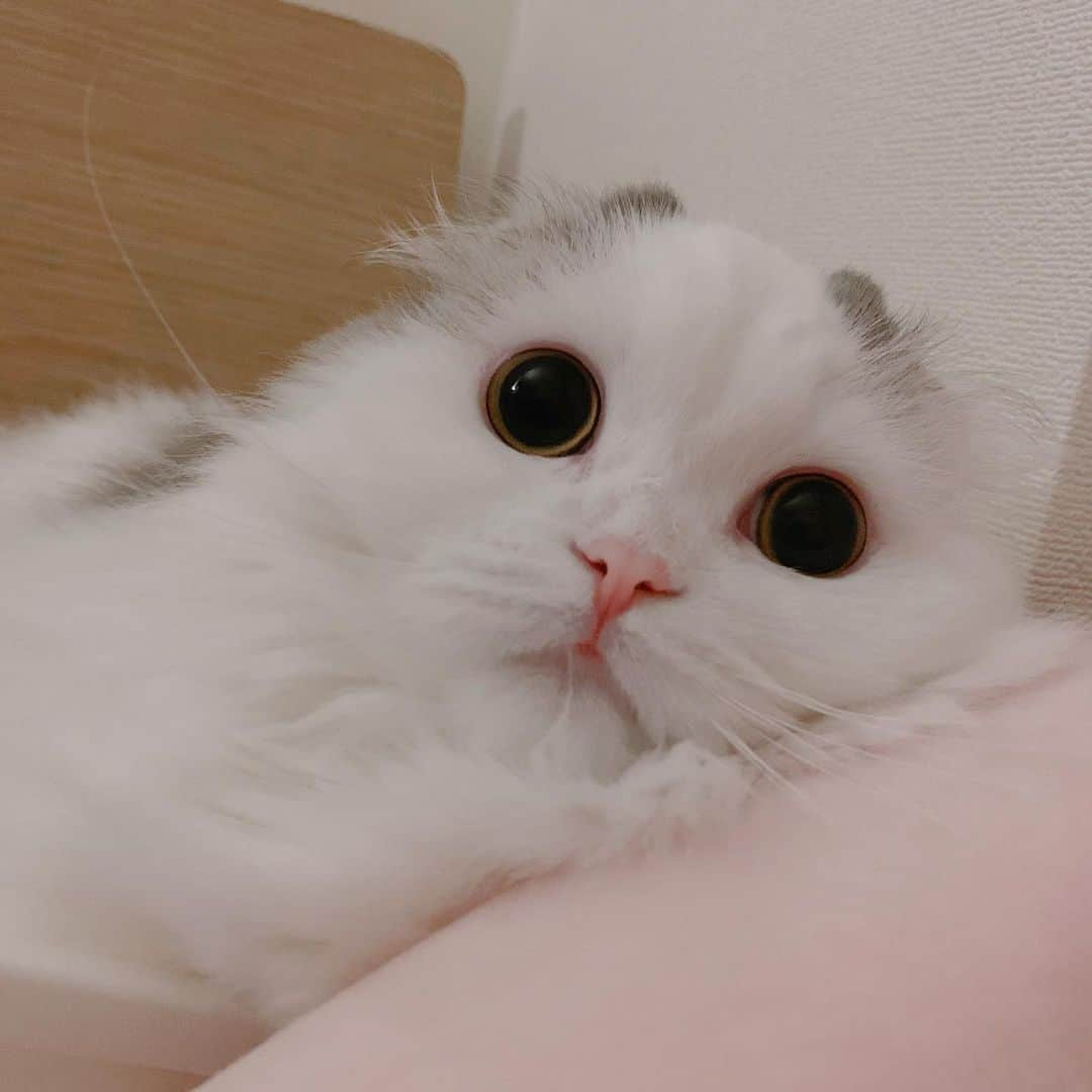 のんたさんのインスタグラム写真 - (のんたInstagram)「かわいいぱんちゃんも追加しておこう😍 ・ #scottishfold #catstagram_japan #catsofinstagram #cats_of_instagram#catoftheday #ilovemycat #bestmeow #catlover #cutecat #kittensofinstagram #cute #スコティッシュフォールド」7月5日 23時12分 - utacci