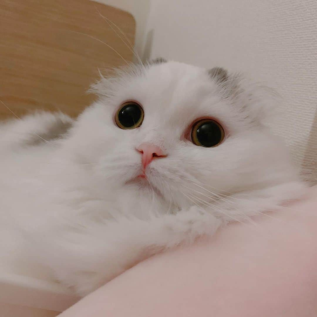 のんたさんのインスタグラム写真 - (のんたInstagram)「かわいいぱんちゃんも追加しておこう😍 ・ #scottishfold #catstagram_japan #catsofinstagram #cats_of_instagram#catoftheday #ilovemycat #bestmeow #catlover #cutecat #kittensofinstagram #cute #スコティッシュフォールド」7月5日 23時12分 - utacci