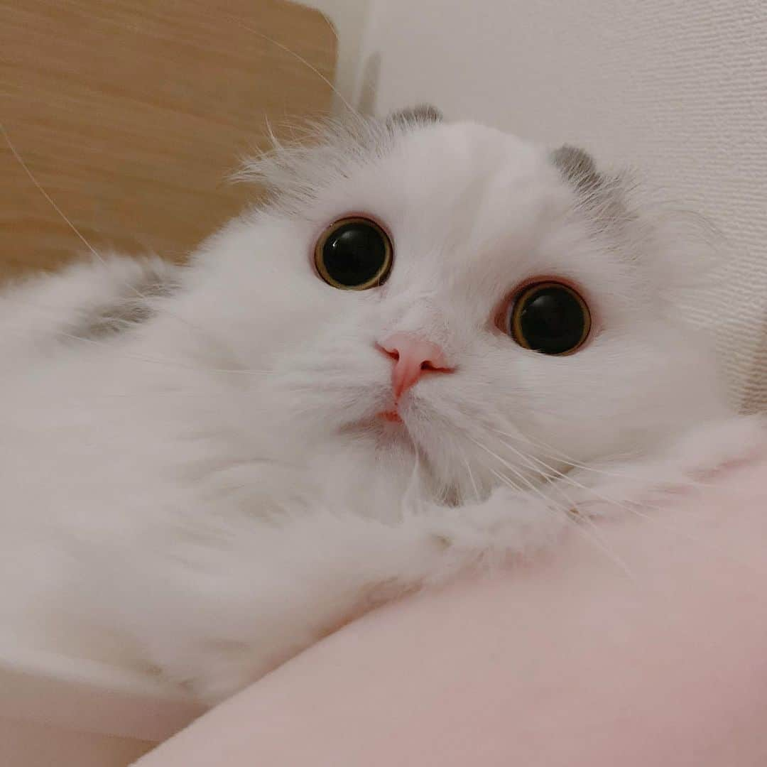 のんたさんのインスタグラム写真 - (のんたInstagram)「かわいいぱんちゃんも追加しておこう😍 ・ #scottishfold #catstagram_japan #catsofinstagram #cats_of_instagram#catoftheday #ilovemycat #bestmeow #catlover #cutecat #kittensofinstagram #cute #スコティッシュフォールド」7月5日 23時12分 - utacci