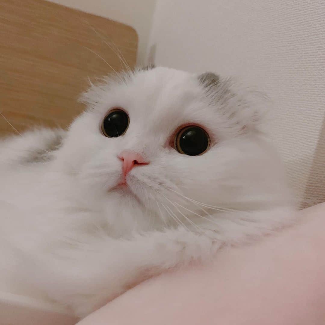のんたのインスタグラム：「かわいいぱんちゃんも追加しておこう😍 ・ #scottishfold #catstagram_japan #catsofinstagram #cats_of_instagram#catoftheday #ilovemycat #bestmeow #catlover #cutecat #kittensofinstagram #cute #スコティッシュフォールド」