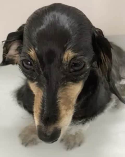 佐藤満春（どきどきキャンプ）のインスタグラム：「愛犬をお風呂に入れてたら、うとうとして寝ちゃいそうだった！  #カニヘンダックス」