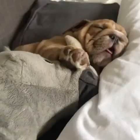 Bodhi & Butters & Bubbahのインスタグラム：「Morning after 🇺🇸🍻😴 . . . . . . #morning #after #fifth #of #july #hangover #hydrate #and #brunch #bulldog #adventure #sleep #baby #puppy #love #funny #cute #smile #dogsofinstagram 💗 @hugo_theenglishbulldog」
