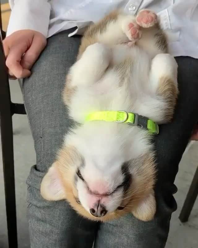 The Critter Havenのインスタグラム：「My spot Video by @artthecorgi  #TheCritterHaven」