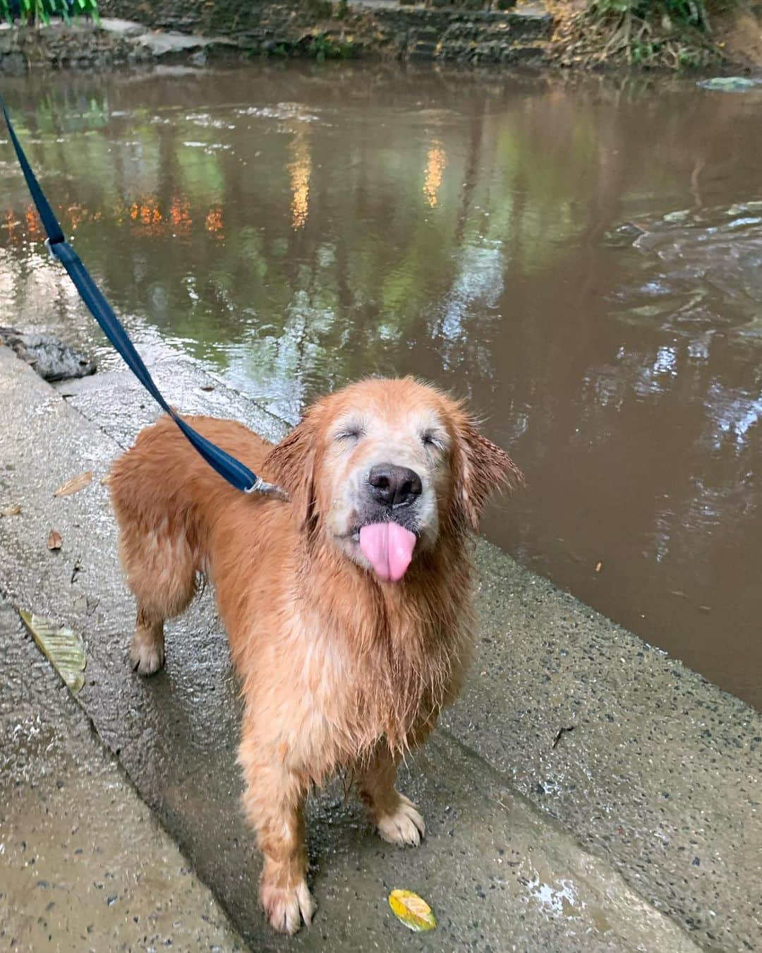 tamatamagoさんのインスタグラム写真 - (tamatamagoInstagram)「🐶I love swimming ❤️ . . 　 今日は夕方、ちょっとだけ水遊びに 行って来たよ😊 少し前に上流で雨が降ったらしく 濁ってて流れも早く残念。 安全なエリアで少しだけ😊 . . 　 ①-③水辺のマオちゃん  ④ワンコオッケーの水遊びが出来る川沿いレストラン 　 ⑤マオねぇにシャーするお店のニャンコさん . . 　  #1ヶ月以上新しい感染者が出てないタイ #今日は水遊びに来るお客さんでいっぱいだったらしい #お昼は何ヶ月ぶりかで #マオハニ地方に住む日本人5人でランチ #日本語忘れないためにも大事🤣 . . 　  2020/07/05 . . 　  #ゴールデンレトリバー  #goldenretrieversofinstagram #goldenretrieverlover #goldenretrieverlovers #大型犬のいる生活 #大型犬 #ゴールデンレトリバーのいる生活 #ilovegoldenretrievers」7月6日 0時03分 - tamatamago