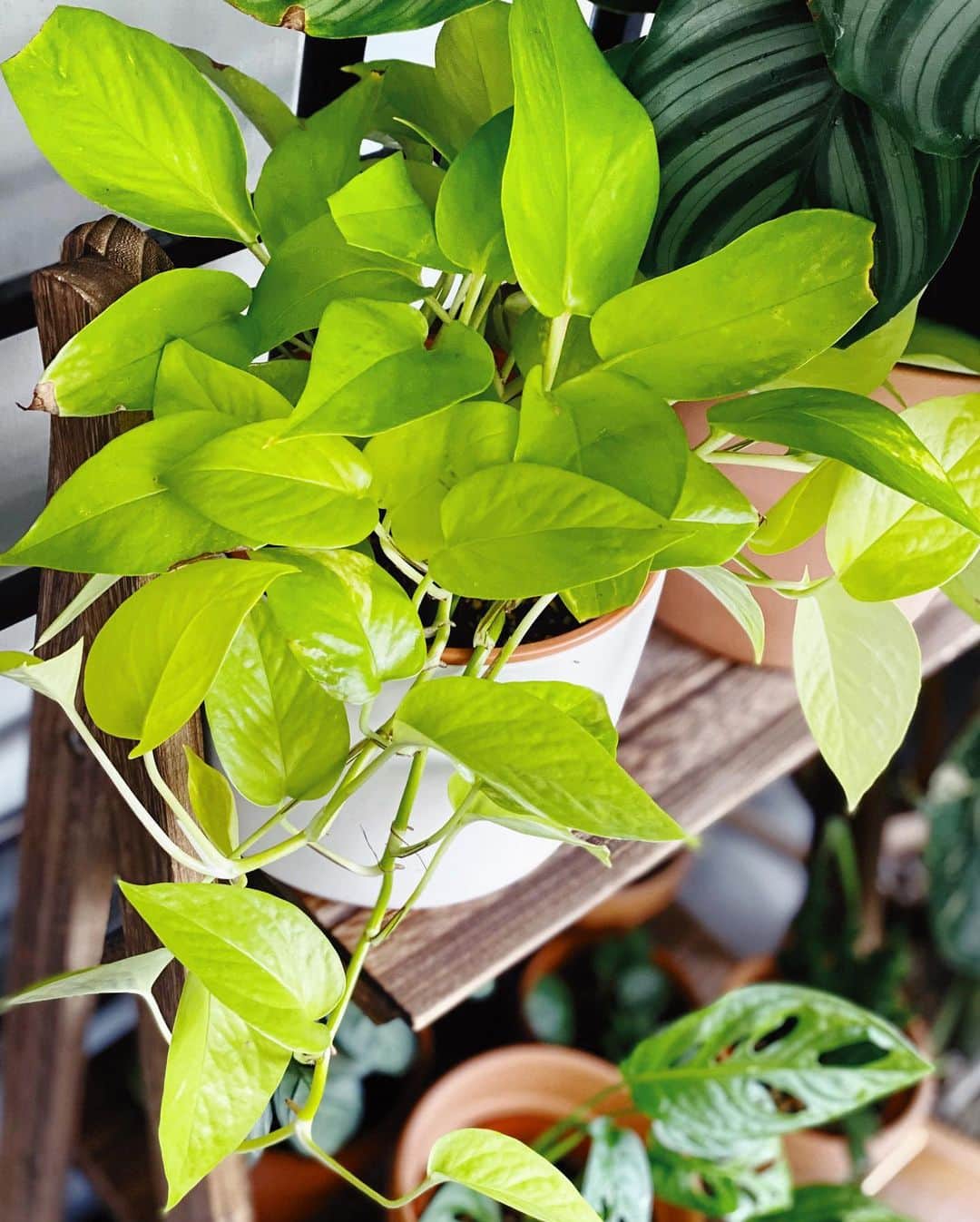 鄭碧瑩のインスタグラム：「Finally graduating my #neonpothos to a brighter shade. Here’s to it growing better so I can start to propagate cuttings! . . .  #plantstagram #plantsofinstagram #houseplants #plantsmakepeoplehappy #botanical #instaplants #plants #foliage #leaf #plantflife #springintoplants #plantlady #plantpotters #crazyplantlady #houseplantclub #helloplantlover #plantshelfie #houseplantsofinstagram #houseofplantlovers #junglecollective #vsco #vscocam #vscoplants #gardeningsg #urbanjunglebloggers #sgplantclub #plantnerd #epipremnumaureum #epipremnumaureumneon」