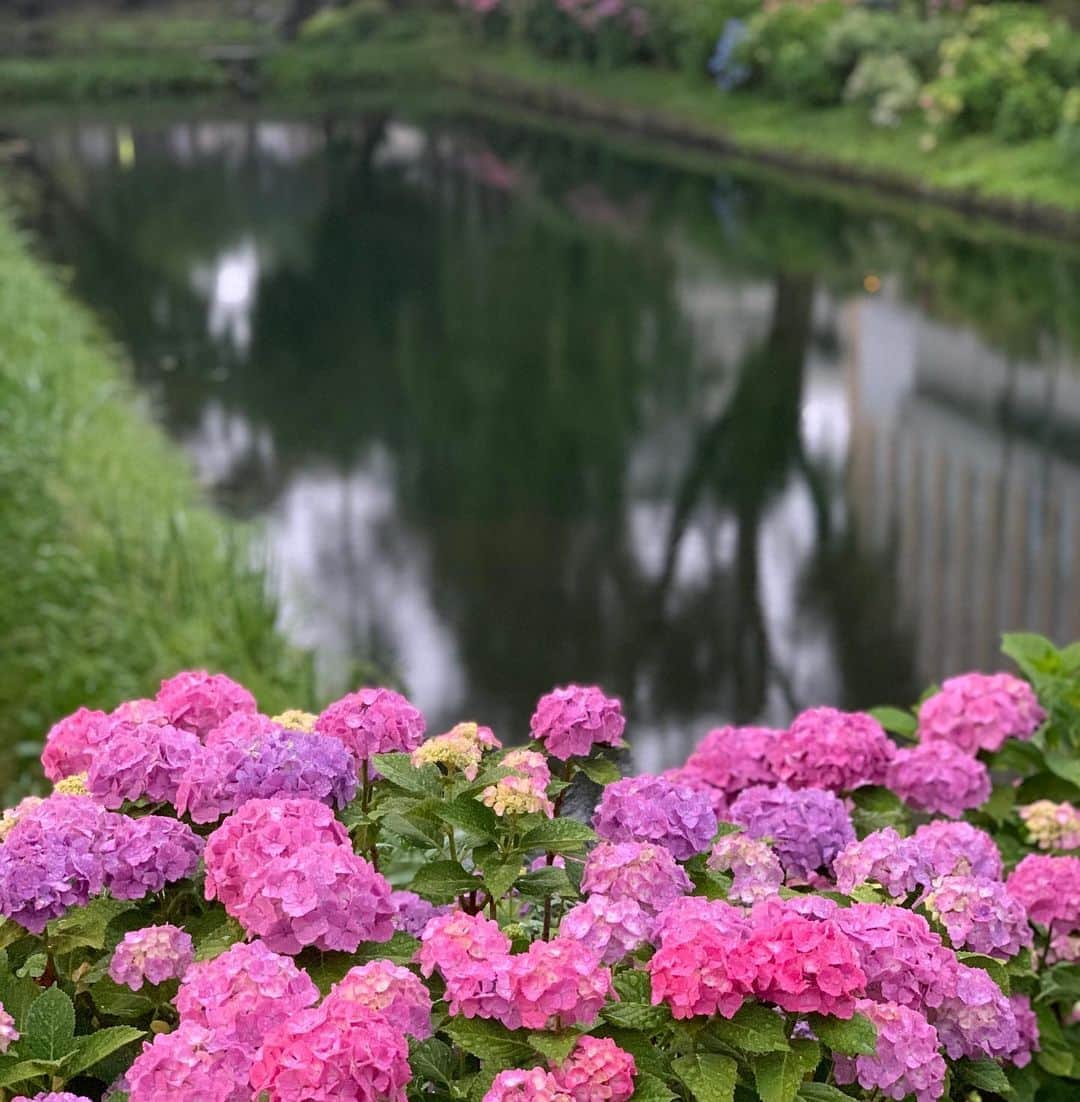 クリス智子さんのインスタグラム写真 - (クリス智子Instagram)「盛岡散策。  盛岡城のお堀の水と小ぶりの紫陽花は、今来てよかったと思わせてくれる、いい景色でした。  中津川は、鮭がのぼる川！ 9月末から12月初旬には、産卵の様子が見られるとか。  櫻山の夜は、雨の音を聴きながら。  建築にも目がいく盛岡。」7月5日 15時41分 - chris_tomoko