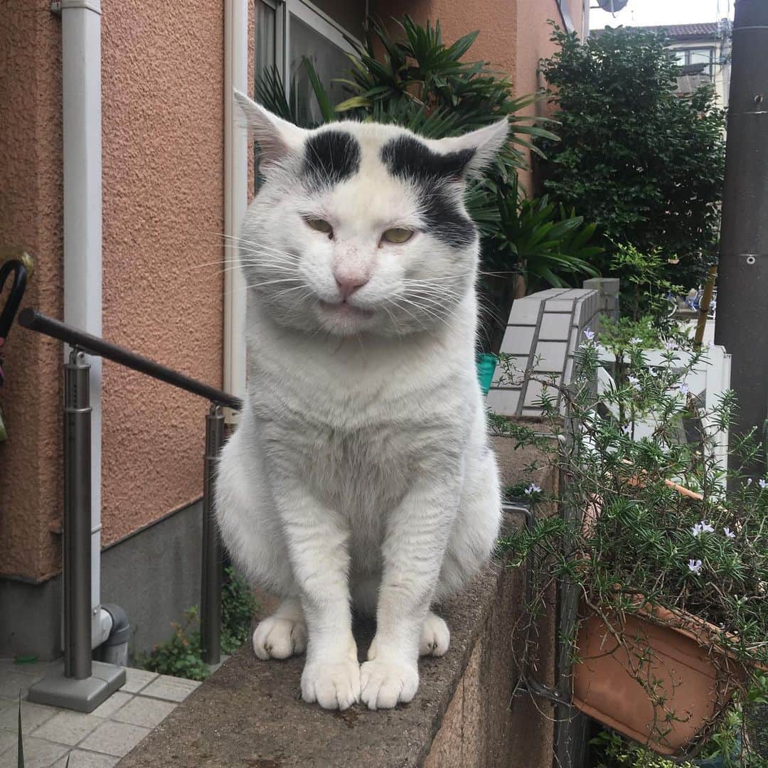 Kachimo Yoshimatsuさんのインスタグラム写真 - (Kachimo YoshimatsuInstagram)「こんな時間ですが、 おはようナナクロ。 Good Morning Nanakuro. 1年前の写真。 ※Photo:2019.7.5 #うちの猫ら #nanakuro #ナナクロ 猫 #ねこ #cat #ネコ #catstagram #ネコ部 http://kachimo.exblog.jp」7月5日 15時34分 - kachimo